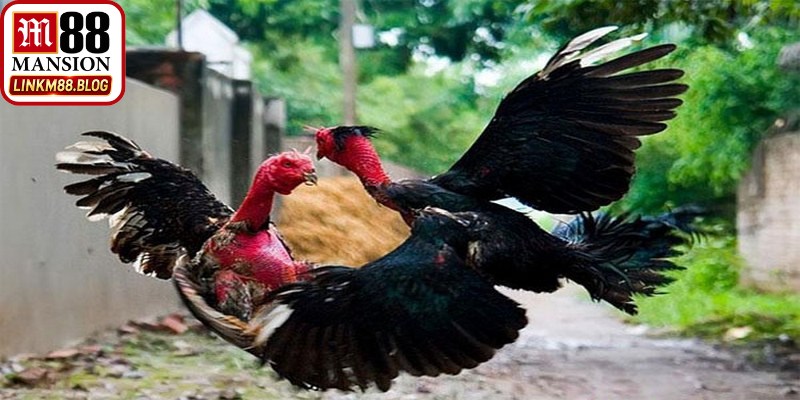 Đá gà nòi M88 mang đến không gian giải trí đỉnh cao với các trận đấu nghẹt thở