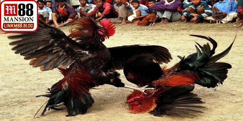 Khuyến mãi đá gà M88 ngập tràn dành cho hội viên