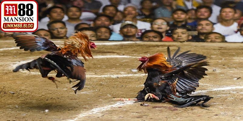 Bí quyết cược đá gà hiệu quả từ các cao thủ lâu năm tại M88