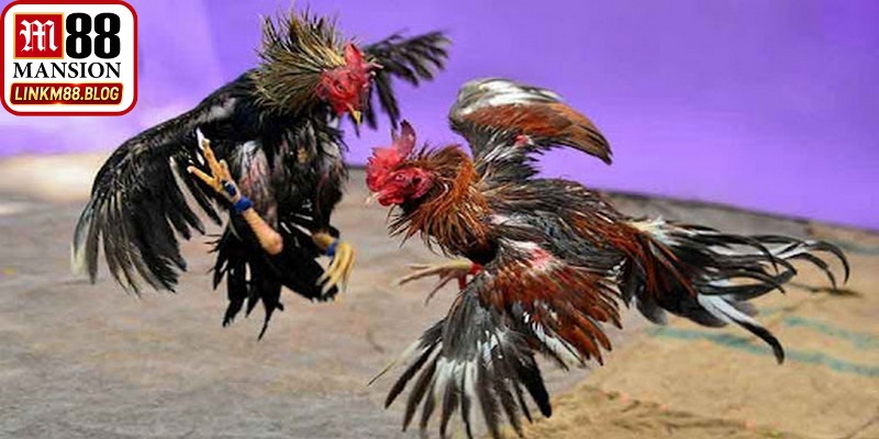 Đá gà thomo M88 hiện đang là một loại hình giải trí hấp dẫn hiện nay