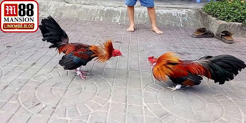 Bí kíp chơi đá gà tre M88 luôn thắng từ cao thủ là giữ vững tâm lý chơi