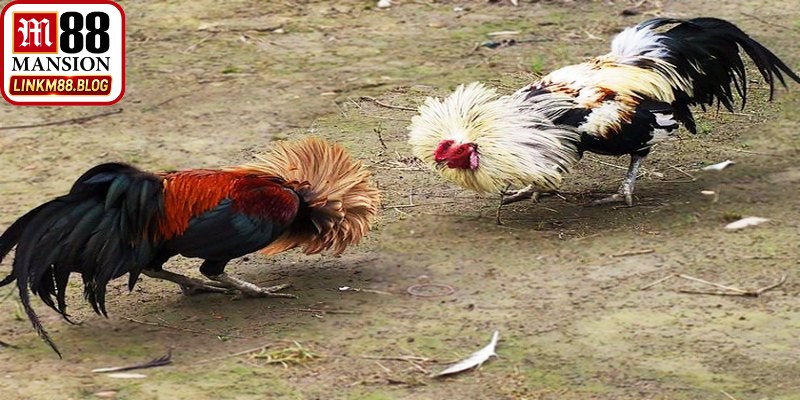 Đá gà tre M88 là lựa chọn giải trí mang đến những trận chọi gà đỉnh cao