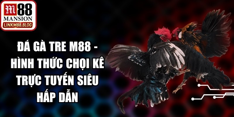 Đá Gà Tre M88
