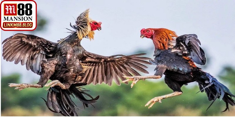 Bí quyết soi kèo đá gà trực tiếp M88 chuẩn từ chuyên gia