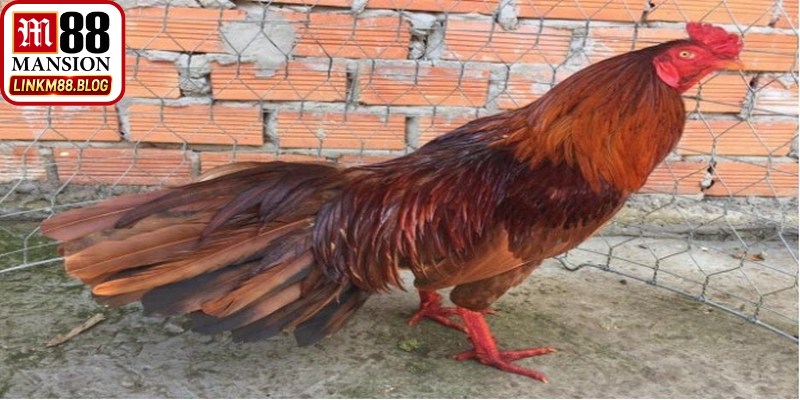 Cách phân tích màu gà mạng M88 khi sở hữu nhiều màu lông